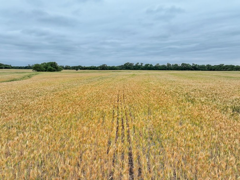 74 Acres Tillable Farm Ground Near Atlanta in Cowley County, Kansas photo 3