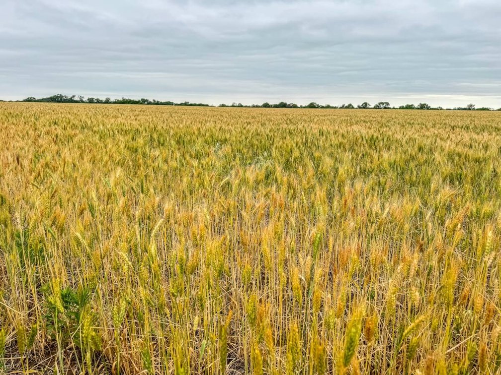 74 Acres Tillable Farm Ground Near Atlanta in Cowley County, Kansas photo 8