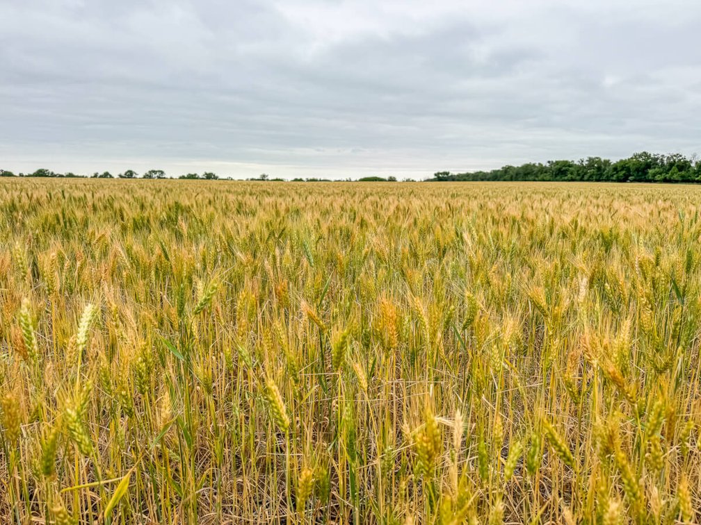 74 Acres Tillable Farm Ground Near Atlanta in Cowley County, Kansas photo 9