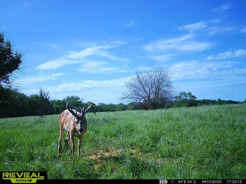 40 Acres: Pond, Trees, Pasture and Farm Ground North of El Dorado, Kansas photo 8