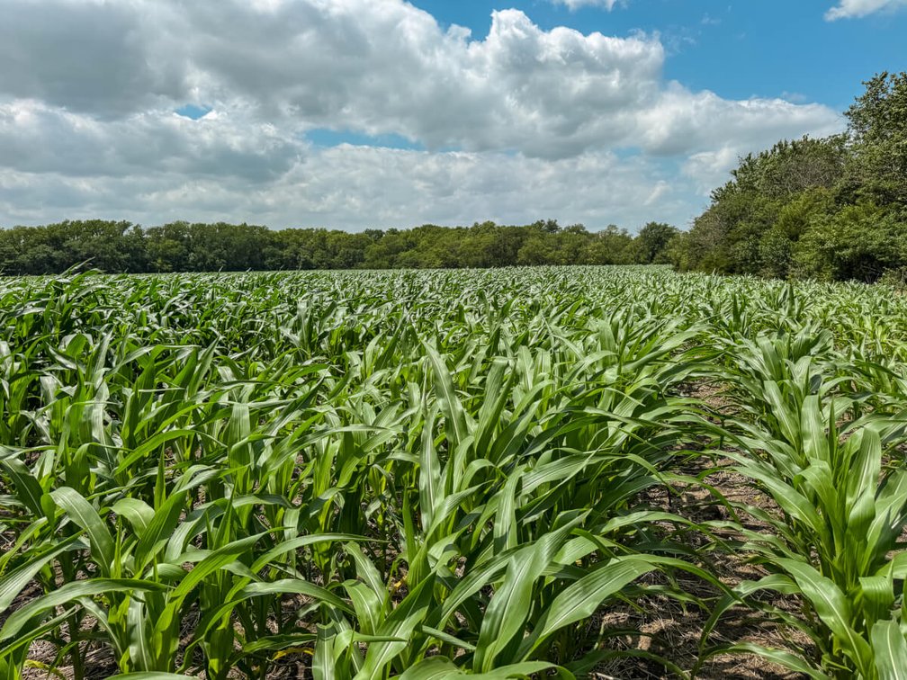 40 Acres: Pond, Trees, Pasture and Farm Ground North of El Dorado, Kansas photo 4
