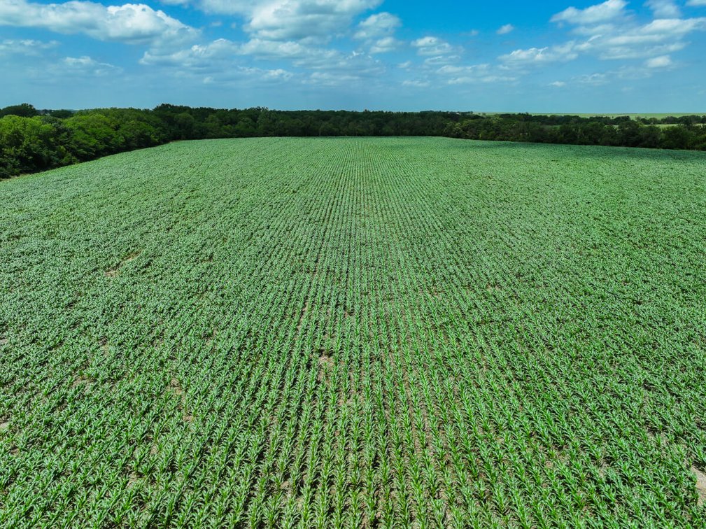 40 Acres: Pond, Trees, Pasture and Farm Ground North of El Dorado, Kansas photo 10