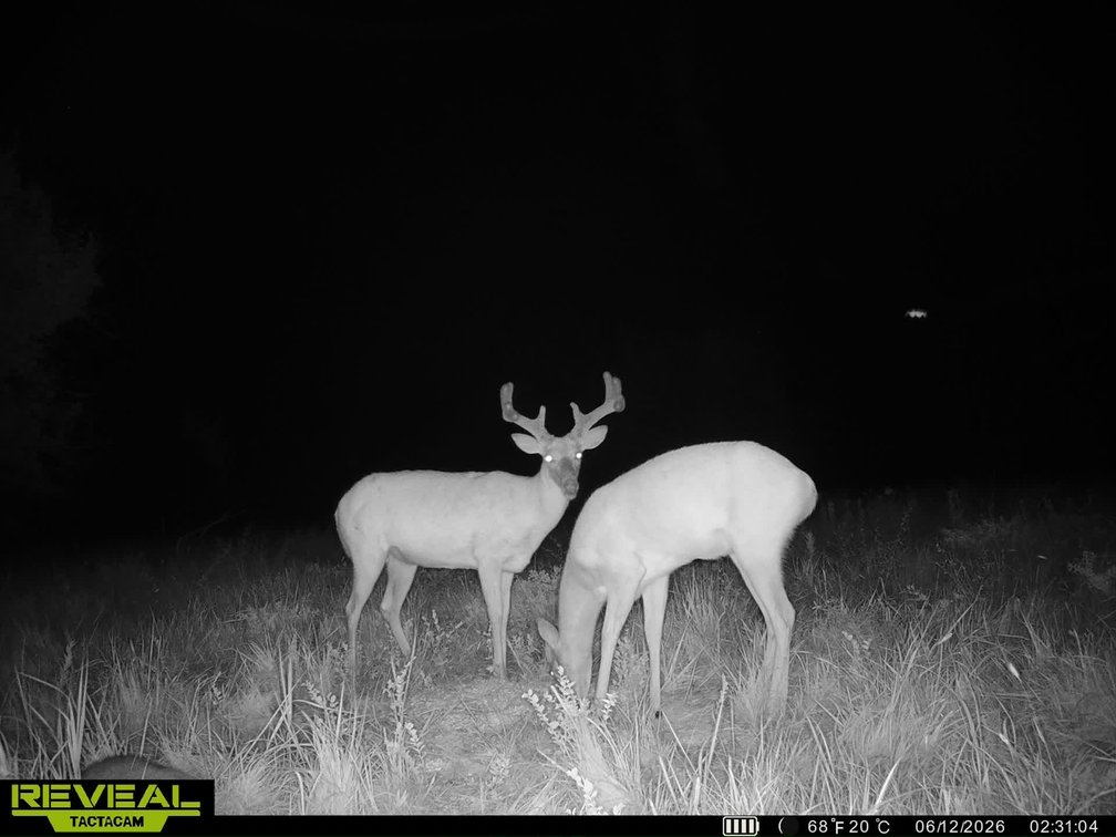 40 Acres: Pond, Trees, Pasture and Farm Ground North of El Dorado, Kansas photo 7