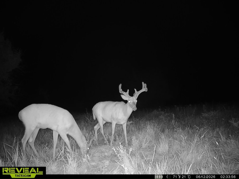 40 Acres: Pond, Trees, Pasture and Farm Ground North of El Dorado, Kansas photo 9