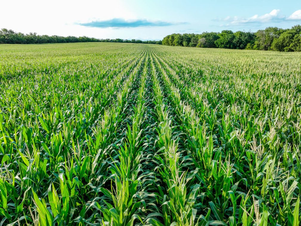 33.4 Acres Near Benton, Butler/Sedgwick County Line: Whitewater Creek, Trees & Farm Ground photo 2