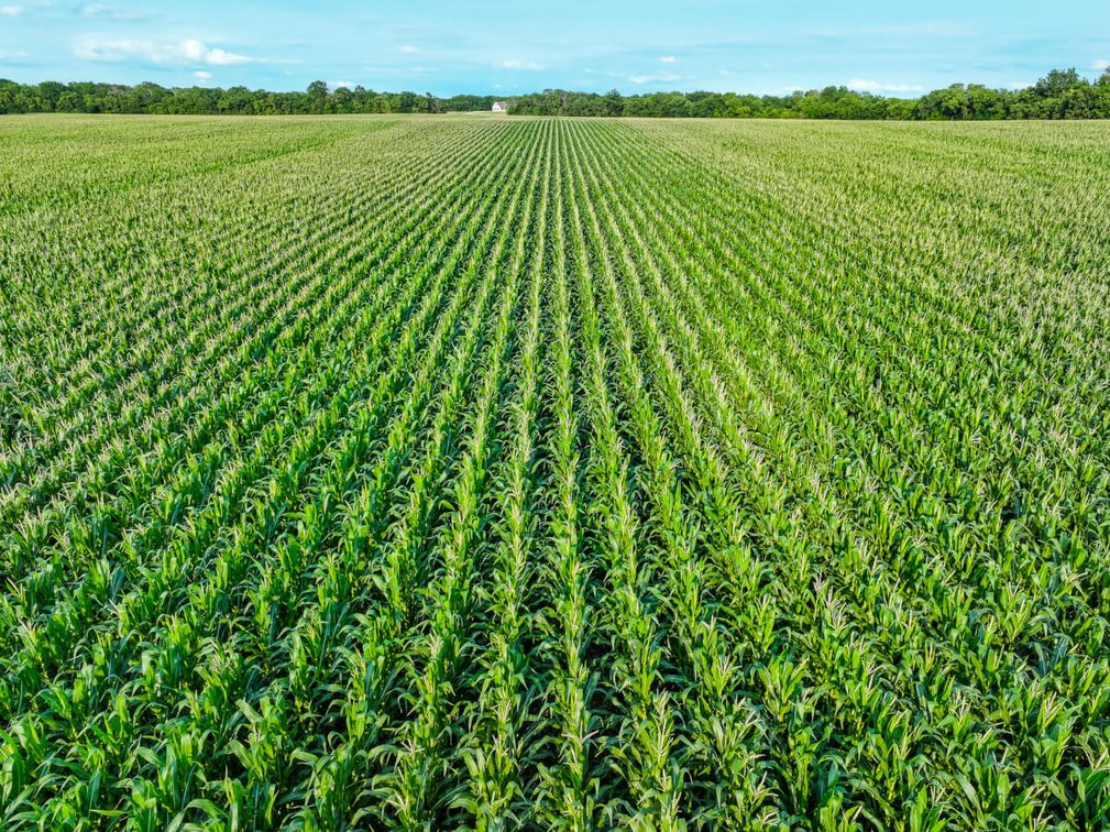 33.4 Acres Near Benton, Butler/Sedgwick County Line: Whitewater Creek, Trees & Farm Ground photo 8