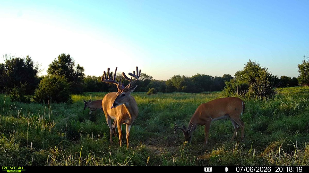 158 Acres Pasture, Ponds, Trees & Kansas Whitetail Deer – Elk County, Kansas photo 9