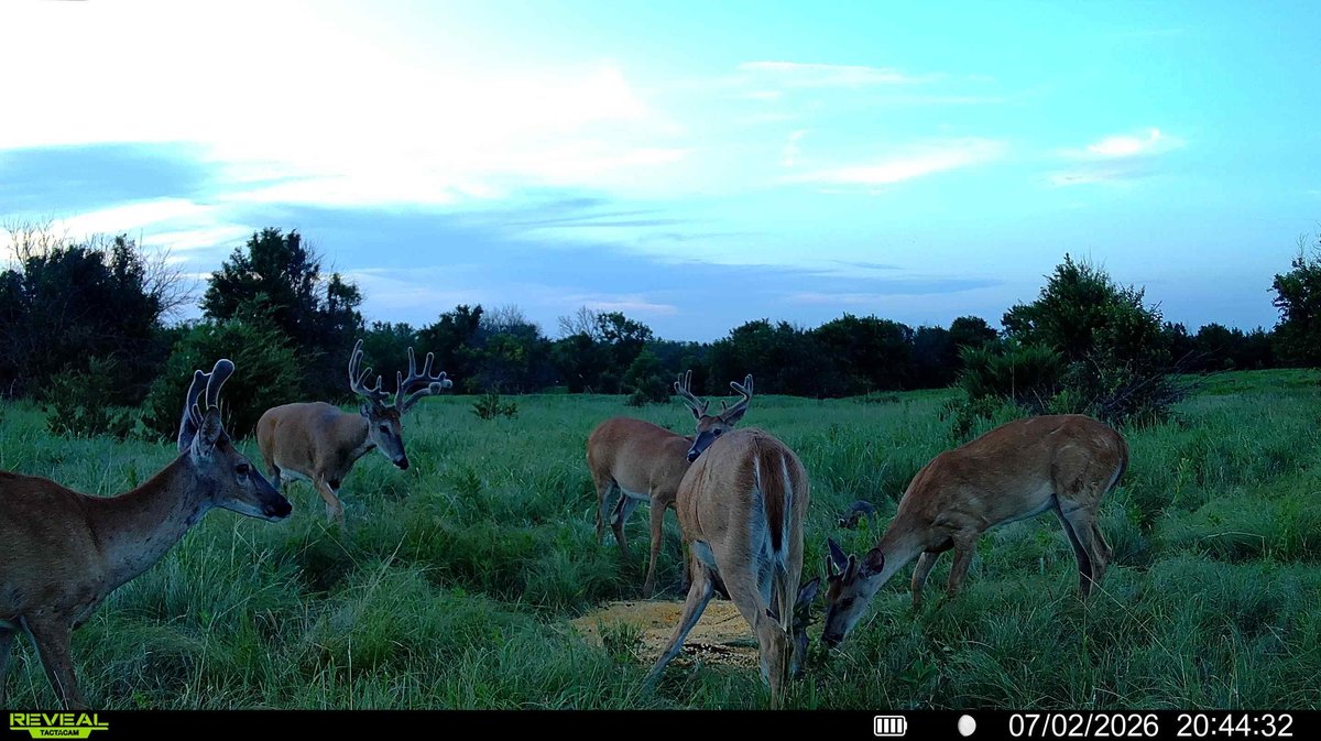 158 Acres Pasture, Ponds, Trees & Kansas Whitetail Deer – Elk County, Kansas photo 10