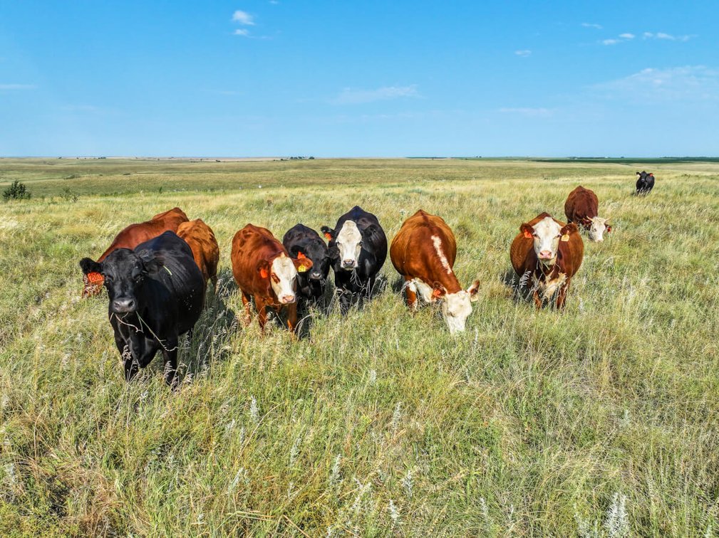 160 Acres Lincoln County, Kansas – Pasture, Tillable, Ponds & Water Well photo 6