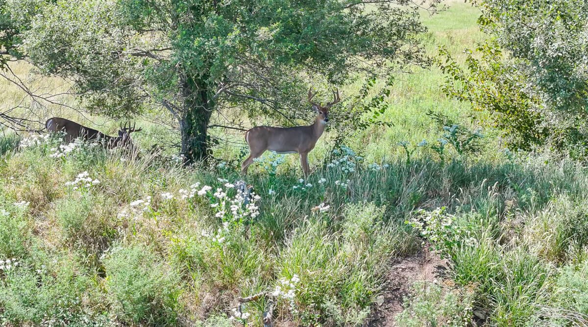 53.5 Acres of Native Pasture and a Large Pond near El Dorado Lake photo 10