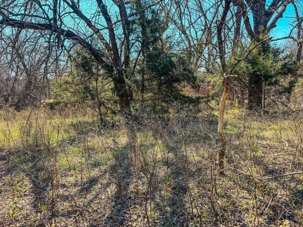 Tract 1: North 80+- Acres photo 6