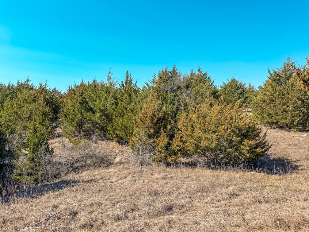 Tract 1: North 80+- Acres photo 4