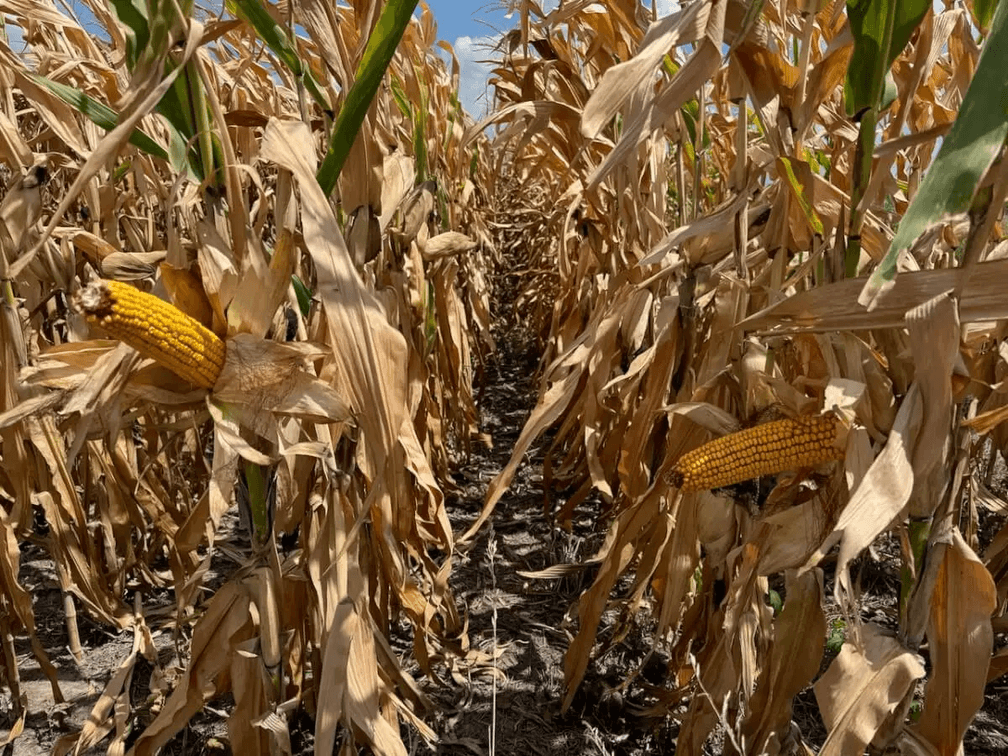 146 Acres Between Baldwin City, Wellsville & Edgerton – Douglas County, Kansas photo 4