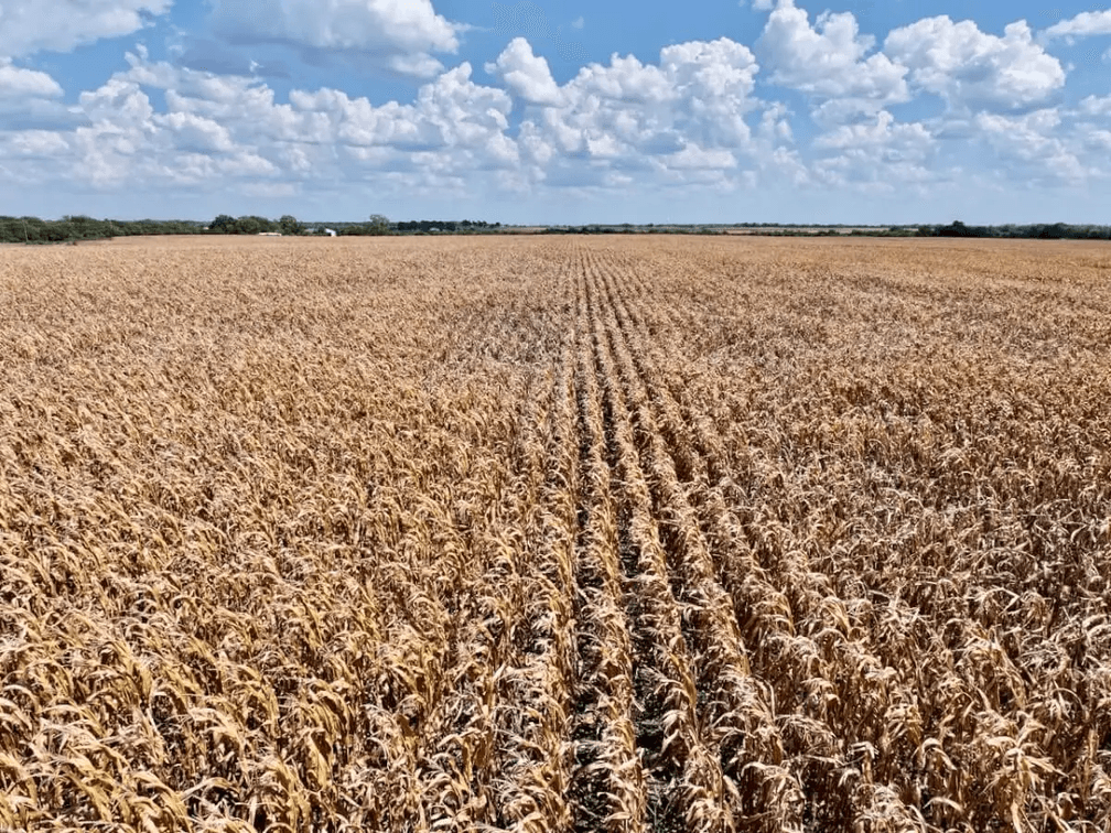 146 Acres Between Baldwin City, Wellsville & Edgerton – Douglas County, Kansas photo 5