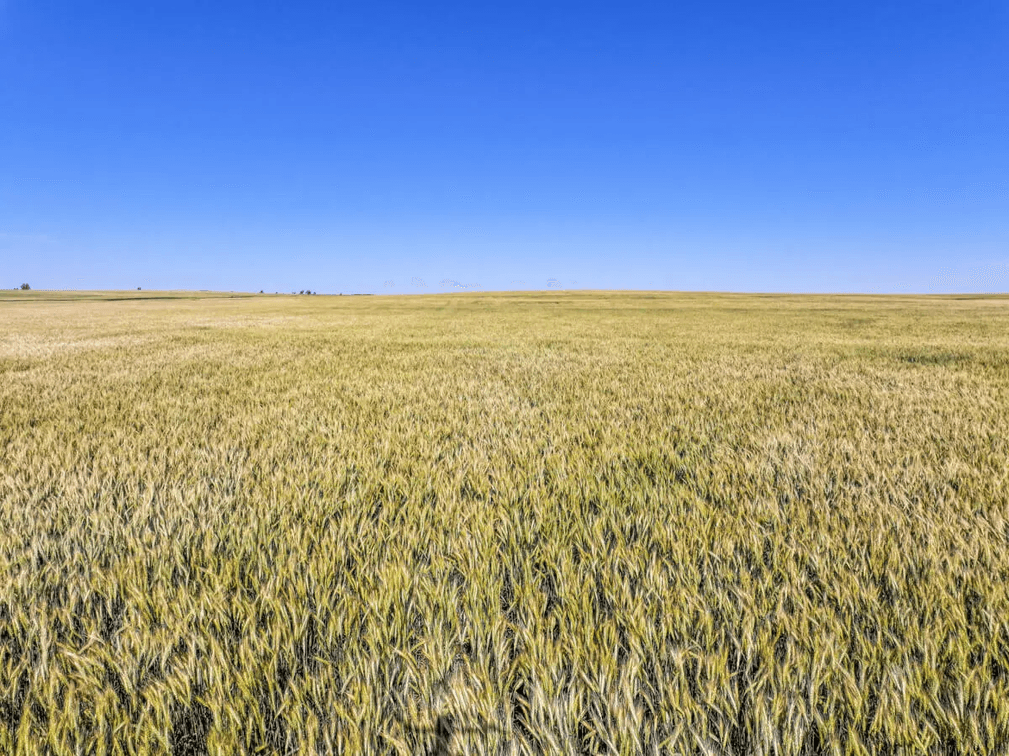 160 Acres Tillable Farm Ground, Kingman County, Kansas photo 3