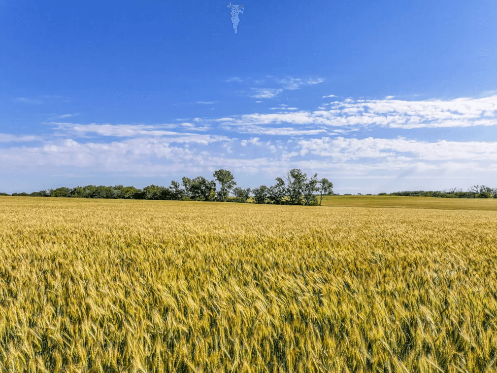 160 Acres Tillable Farm Ground, Kingman County, Kansas photo 8