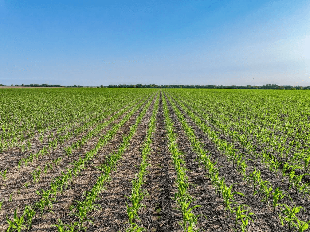 80 Acres Tillable Farm Ground West of Whitewater in Harvey County, Kansas photo 2