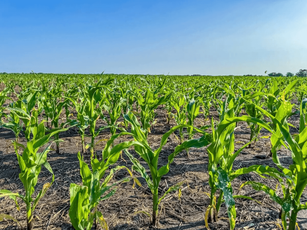 80 Acres Tillable Farm Ground West of Whitewater in Harvey County, Kansas photo 3