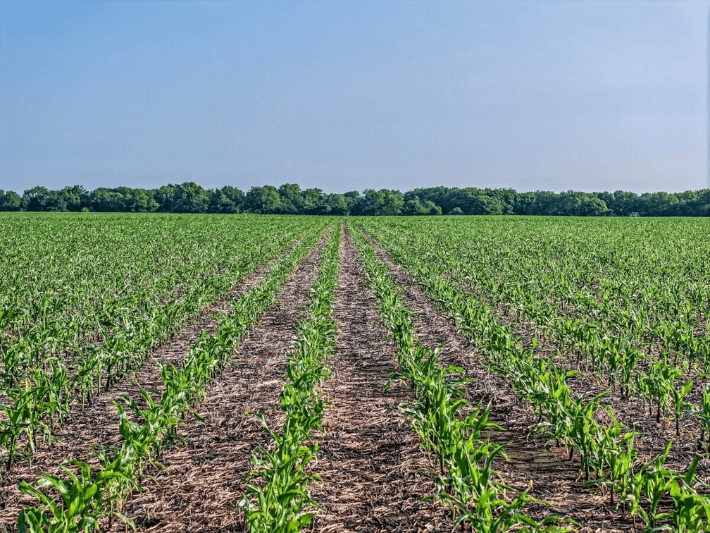 80 Acres Tillable Farm Ground West of Whitewater in Harvey County, Kansas photo 6
