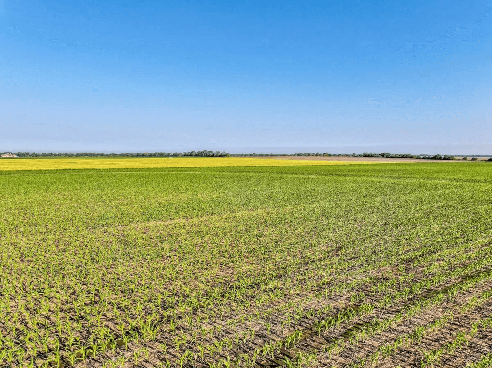 80 Acres Tillable Farm Ground West of Whitewater in Harvey County, Kansas photo 9