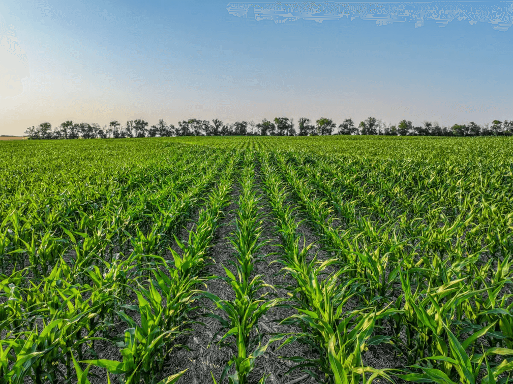 40+- Acres Between Goessel and Peabody, Marion County, Kansas photo 5