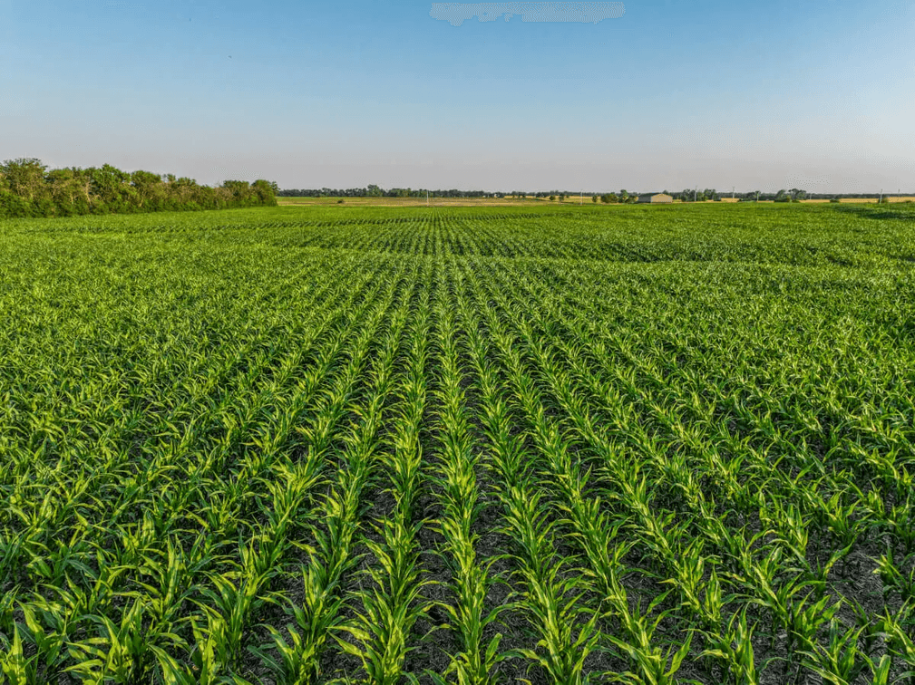 40+- Acres Between Goessel and Peabody, Marion County, Kansas photo 2