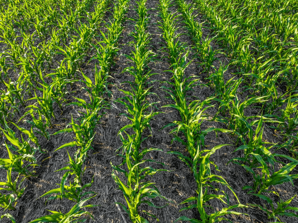 40+- Acres Between Goessel and Peabody, Marion County, Kansas photo 8