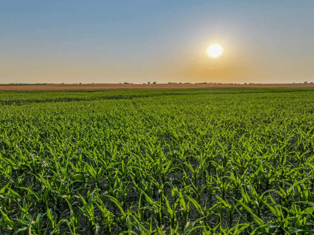 40+- Acres Between Goessel and Peabody, Marion County, Kansas photo 9