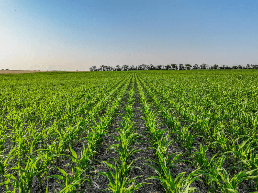 40+- Acres Between Goessel and Peabody, Marion County, Kansas photo 10