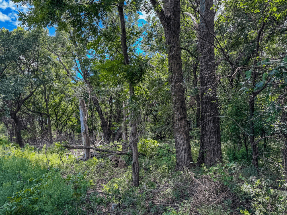 37.5 Acres Butler County, Kansas Land For Sale: Creek, Trees & Blacktop Frontage photo 8