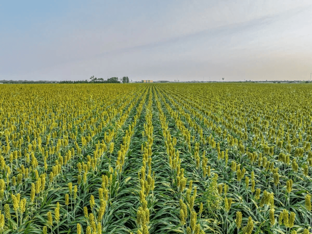 65.8 Acres McPherson, Kansas – Interstate 135 Frontage, Oil Income & Tillable Farm Ground photo 2