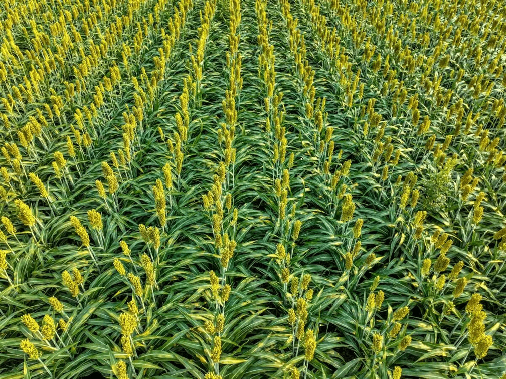 65.8 Acres McPherson, Kansas – Interstate 135 Frontage, Oil Income & Tillable Farm Ground photo 3