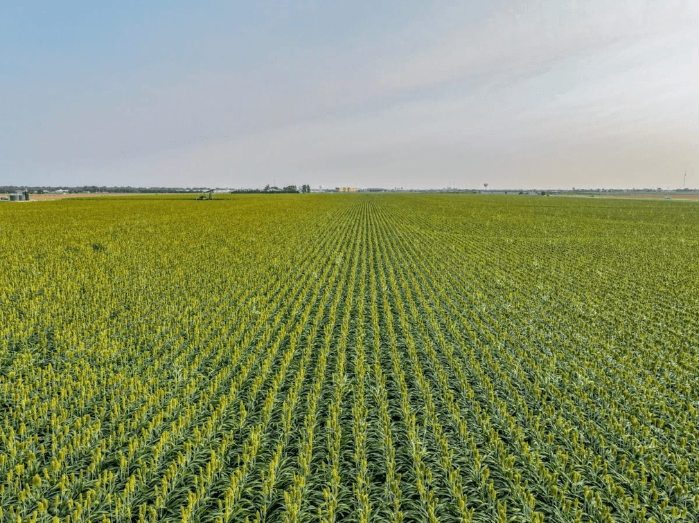 65.8 Acres McPherson, Kansas – Interstate 135 Frontage, Oil Income & Tillable Farm Ground photo 8