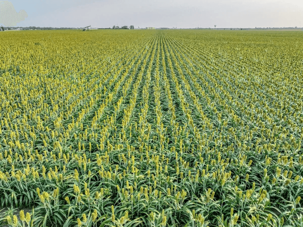 65.8 Acres McPherson, Kansas – Interstate 135 Frontage, Oil Income & Tillable Farm Ground photo 9