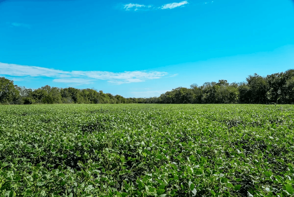 40.3 Acres Butler County, Kansas – Creek, River, Trees, Tillable & Hunting! photo 7