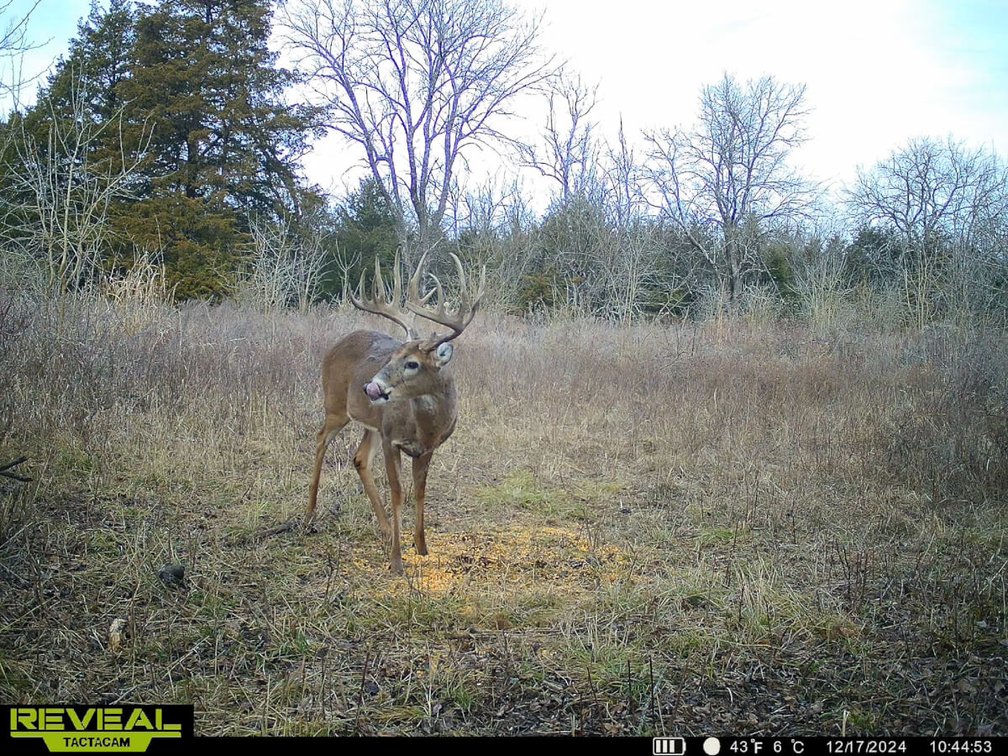 131 Acres Near Toronto, Woodson County, Kansas – Hunting, Pond, Pasture, Trees & Tower Income photo 8