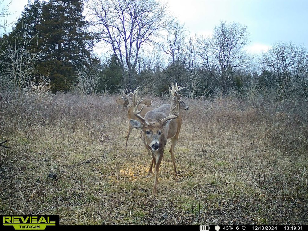 131 Acres Near Toronto, Woodson County, Kansas – Hunting, Pond, Pasture, Trees & Tower Income photo 10