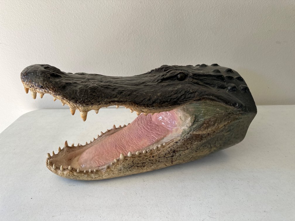 Gator Head Wall Hanging