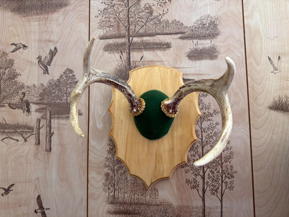 Mounted Deer Antlers