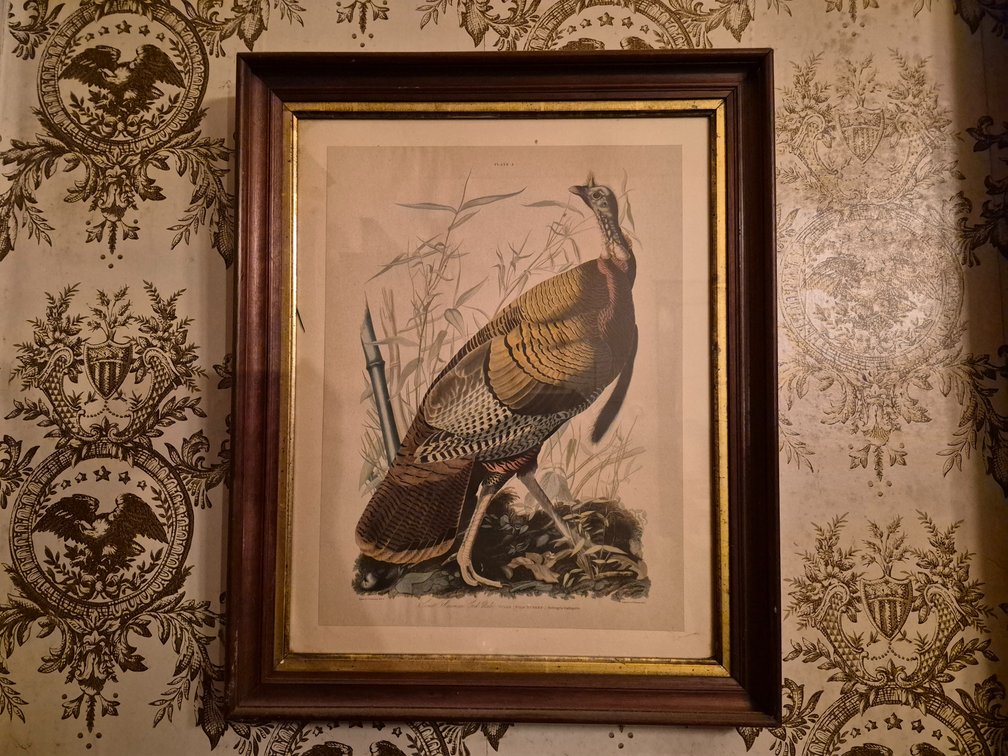 Wild Turkey Picture 25" x 20"