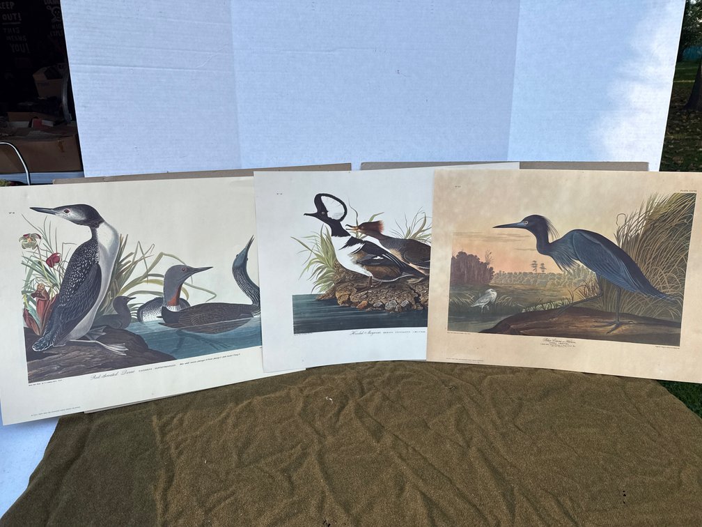 4 Drawn By Nature By J.J Audubon