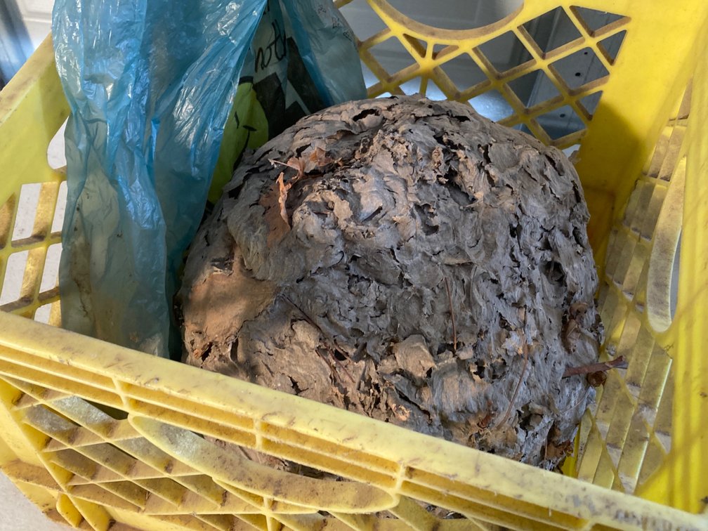 Crate with Bee Hive