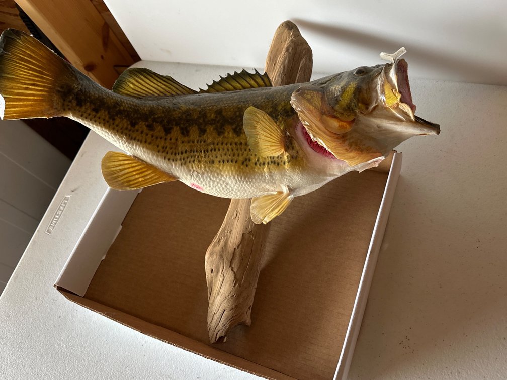 Mounted Bass