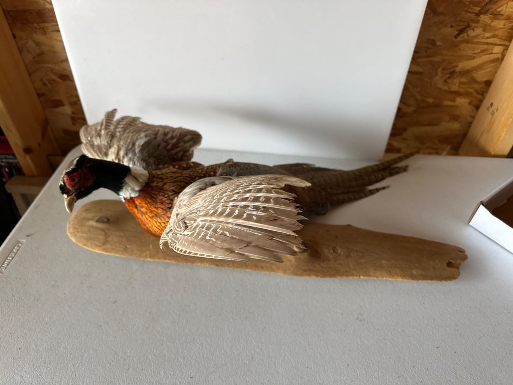 Mounted Pheasant