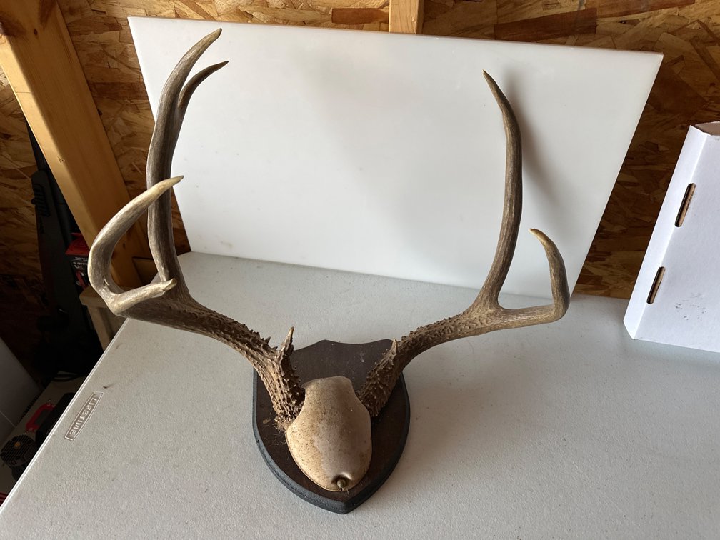 Mounted Antlers