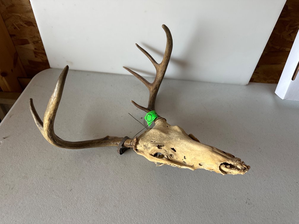Skull-Antlers