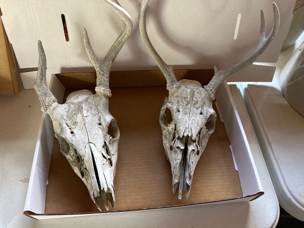 Deer Skull, Antlers