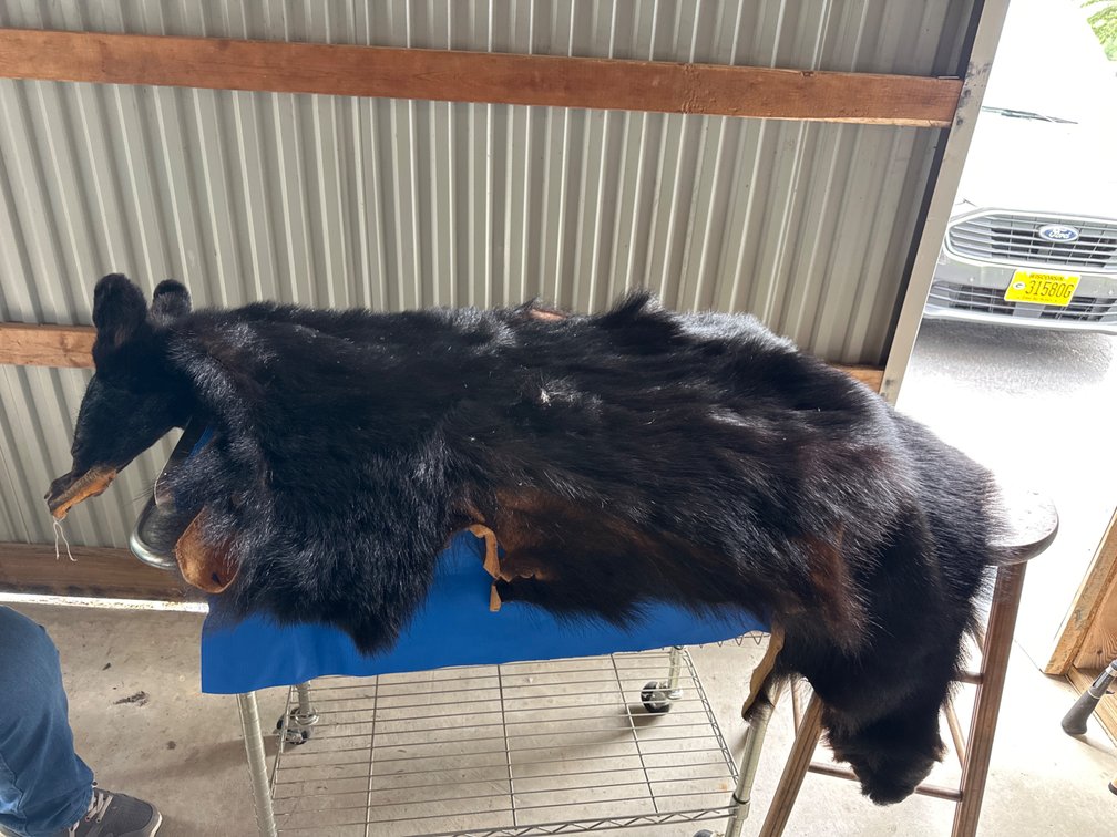 Tanned Bear Hide