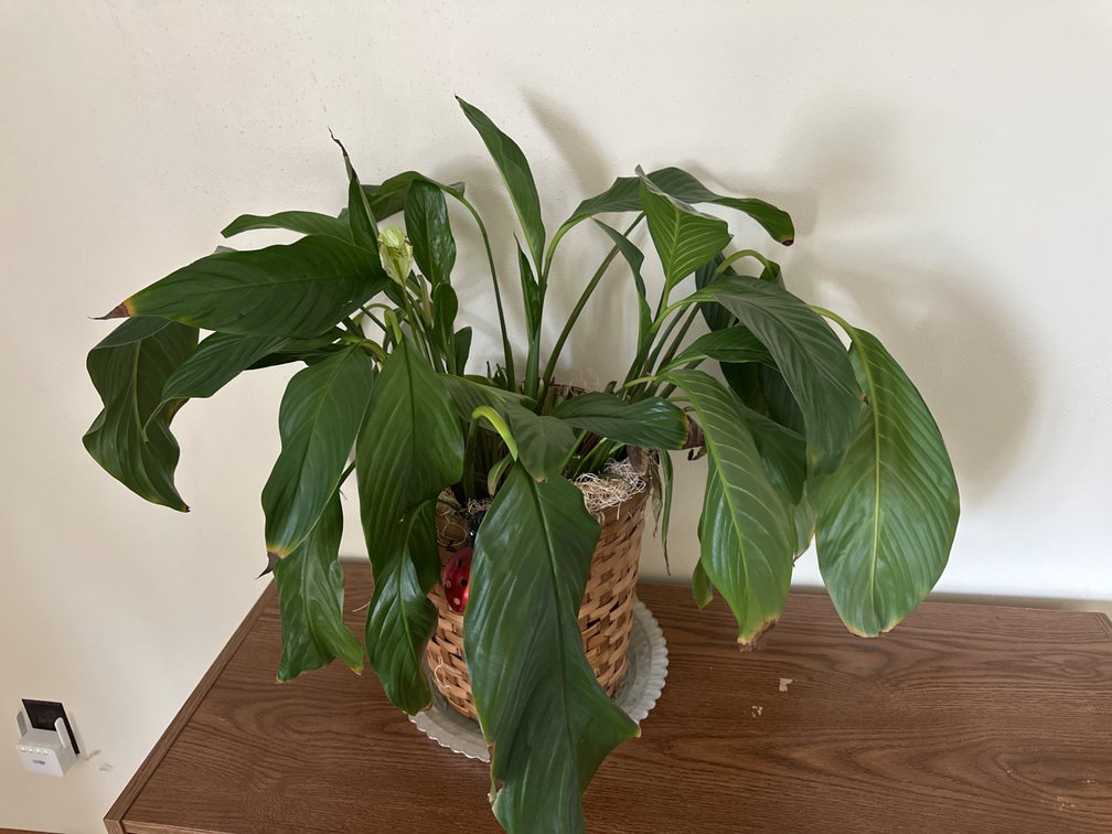 Peace Plant-Live Plant