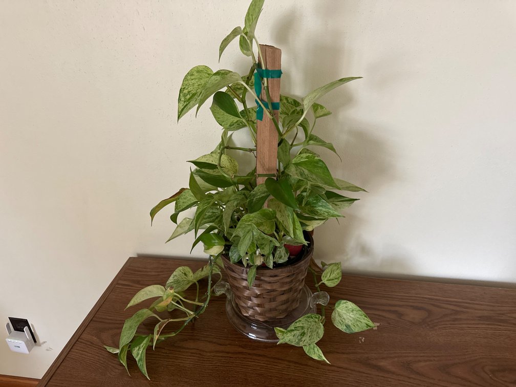 Live Plant